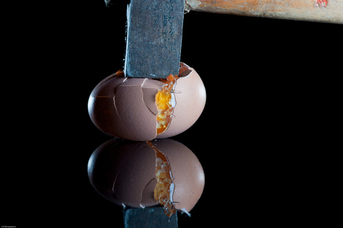 high speed photos 12 High Speed Photos - egg