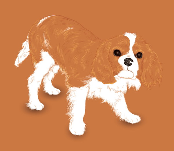 The way negative space is used here shows just how orange this adorable dog is. negative space dog